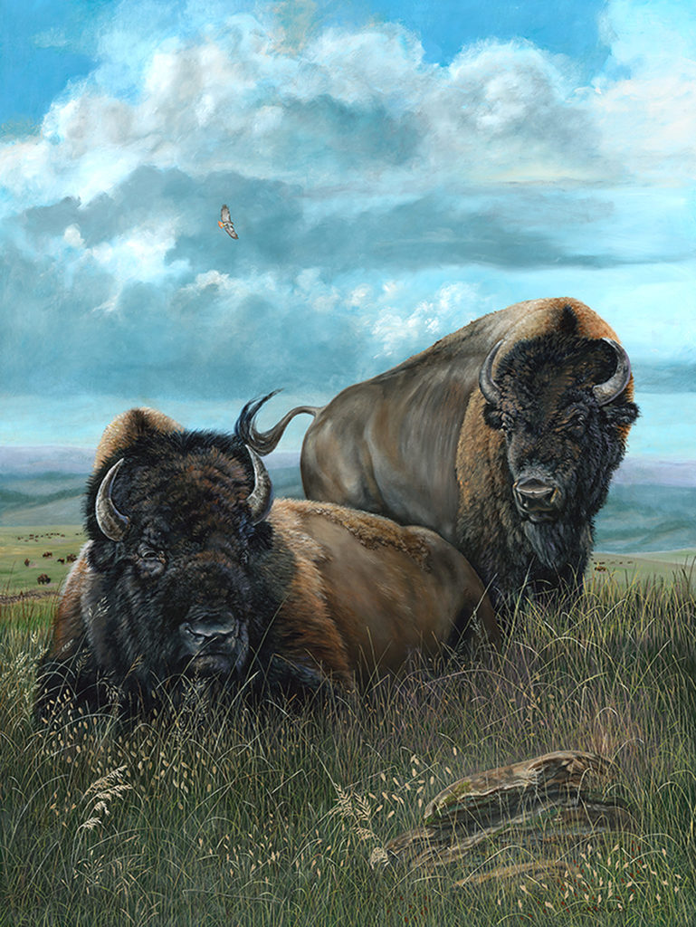 Two bison resting in an open field