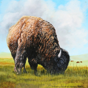 A bison grazing in a field
