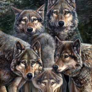 A pack of wolves gather in the woods