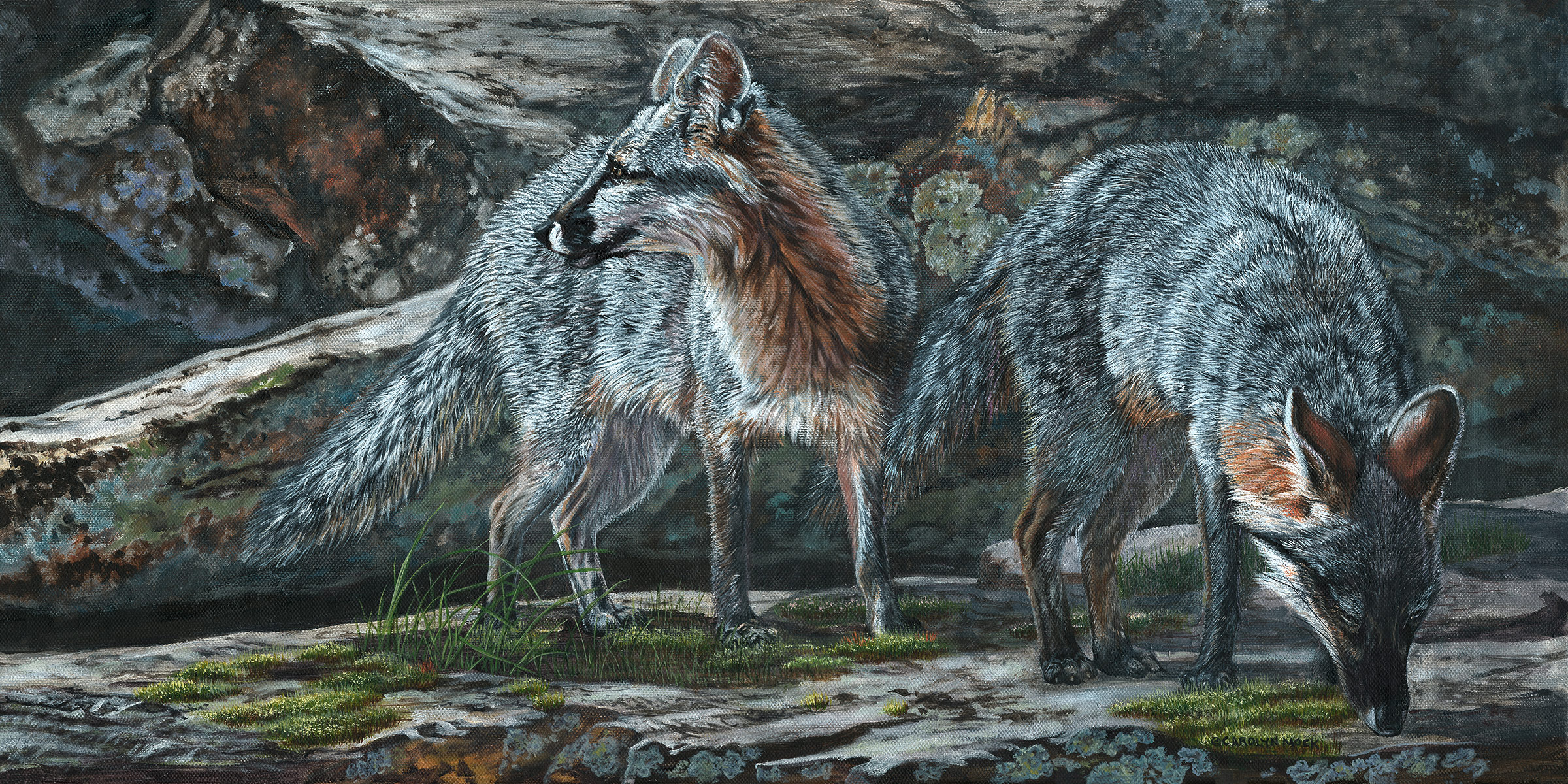 A pair of wolves explore a rocky area