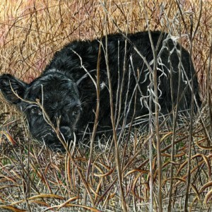 A calf hides in some tall grass