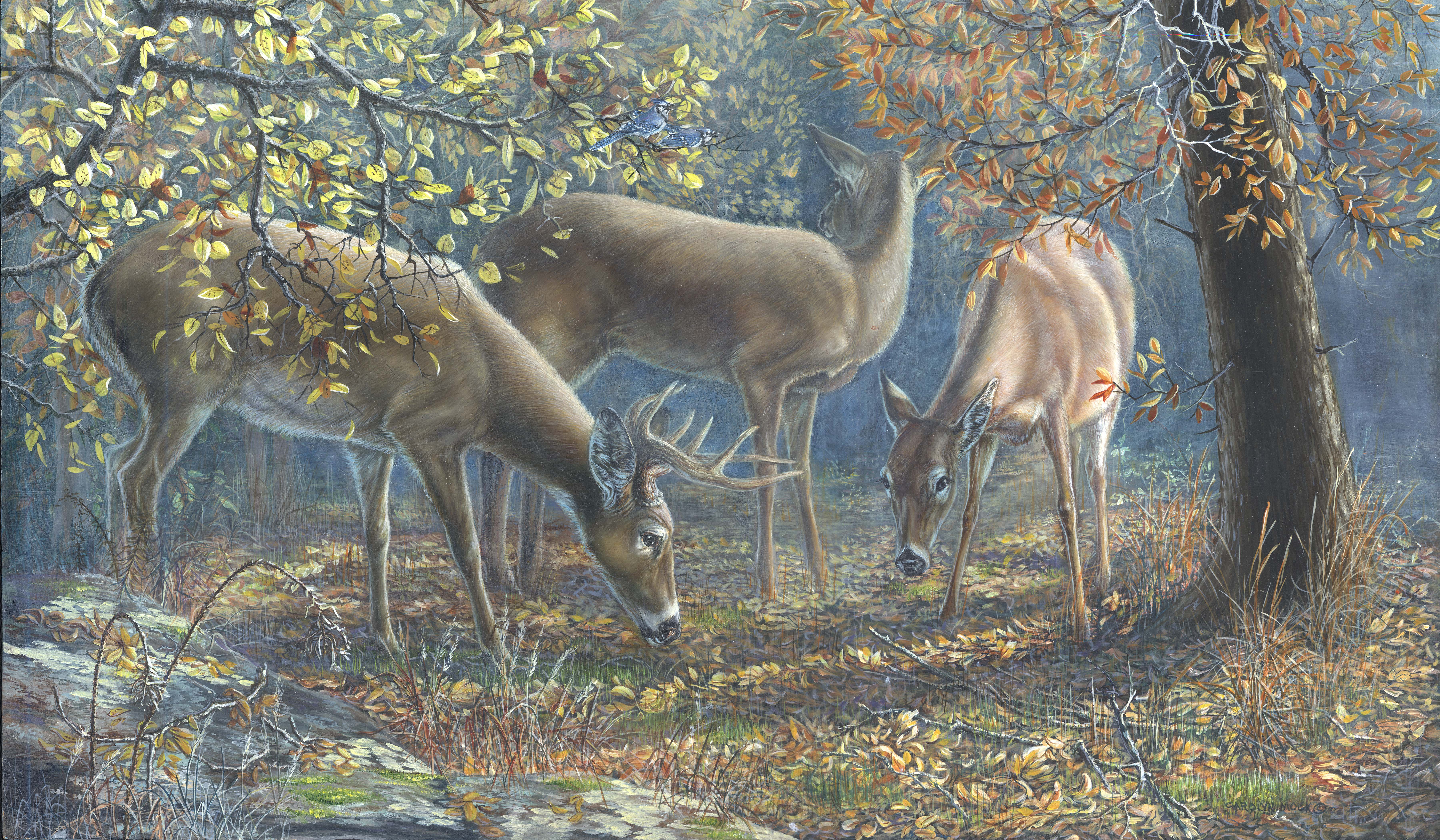 Deer graze in a wooded area