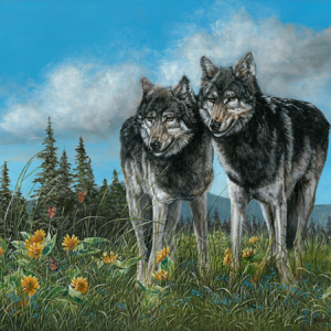 Two wolves enjoy the sun in an open field