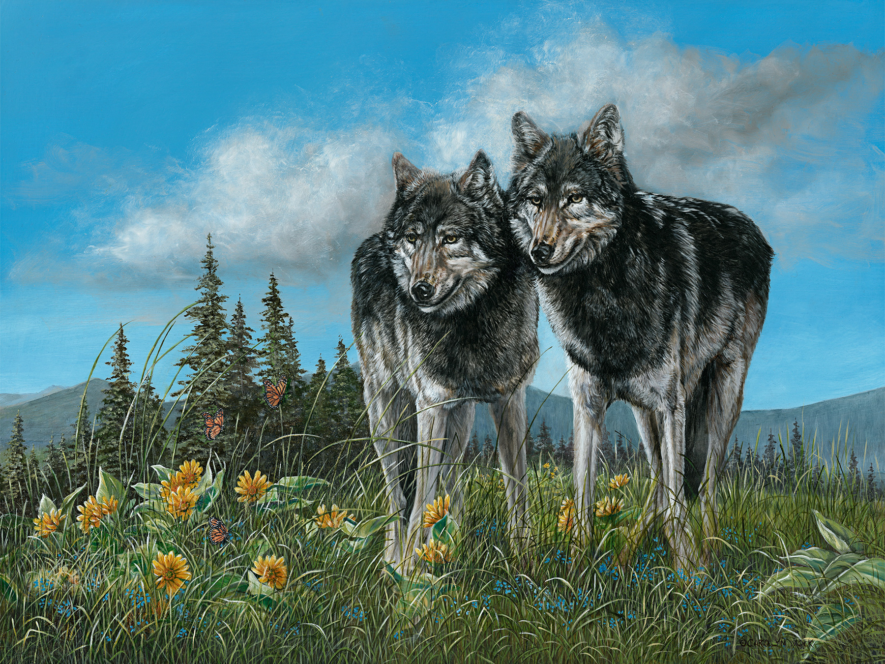 Two wolves enjoy the sun in an open field