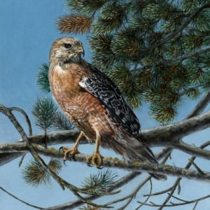 A hawk is perched on a tree branch