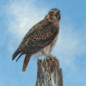 A hawk is perched on a tree in a blue sky